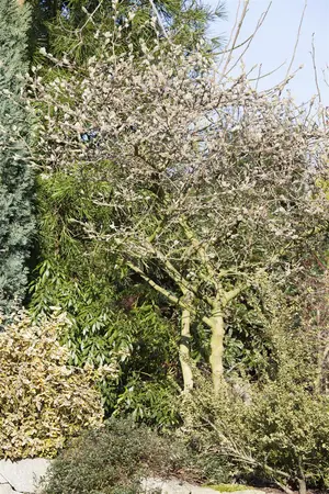 Magnolia 'Elisa Odenwald' - 150-175 CM C5 WHIP - image 3