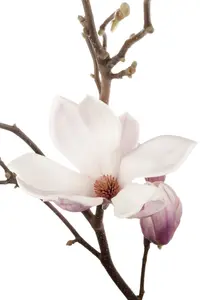 Magnolia 'Emperor' - 60-80 CM C5 - image 2