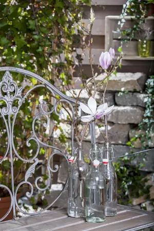 Magnolia 'Emperor' - 100-125 CM C20 - image 1