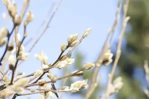 Magnolia 'Emperor' - 80-100 CM C12 - image 4