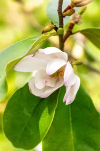 Magnolia 'Fairy Blush'?  - 1/2 STDS C25 - image 3