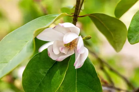 Magnolia 'Fairy Blush'?  - 1/2 STDS C25 - image 2