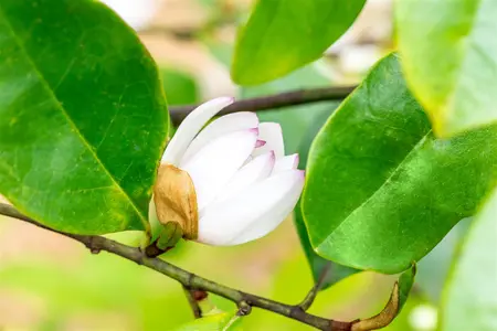 Magnolia 'Fairy Blush'?  - 60-80 CM C10 - image 1
