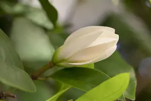 Magnolia 'Fairy Cream'? - 125-150 CM FTH WHIP C10 - image 2