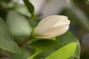Magnolia 'Fairy Honey Velvet'?