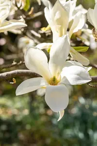 Magnolia 'Fairy White'?