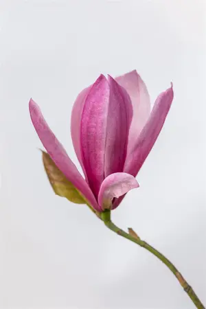 Magnolia 'Galaxy' - STDS 6-8 CM RB - image 3