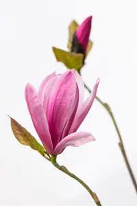 Magnolia 'Galaxy' - 80-100 CM C2 WHIP - image 4