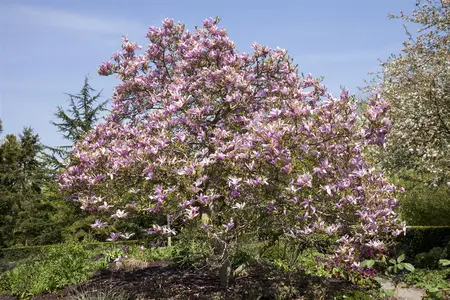 Magnolia 'Galaxy' - 100-125 CM C7.5 - image 1