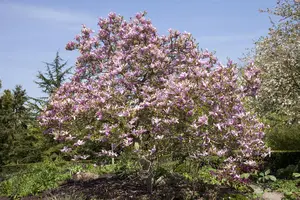Magnolia 'Galaxy' - 100-125 CM C7.5 - image 1
