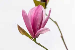 Magnolia 'Galaxy' - SOLITAIR 200-250 CM RB - image 5