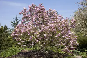 Magnolia 'Galaxy' - 180 CM STAM C12 - image 5