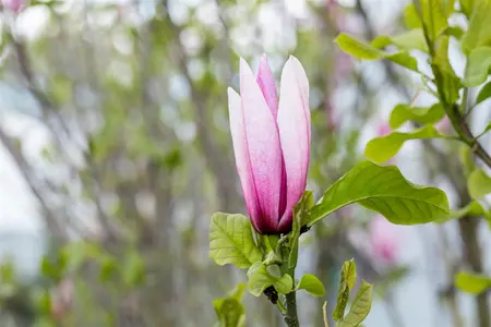Magnolia 'Galaxy' - STEM 180 CM, GIRTH 10-12 CM C25 - image 5