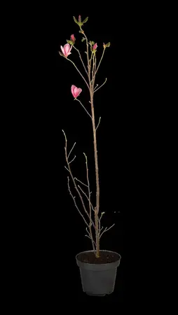 Magnolia 'Galaxy' - 175-200 CM RB - image 2