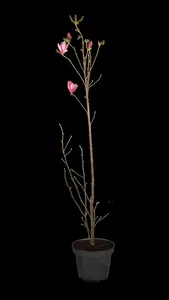 Magnolia 'Galaxy' - 60-80 CM C2 WHIP - image 2