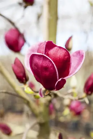 Magnolia 'Genie' - 100-125 CM C7.5 - image 1