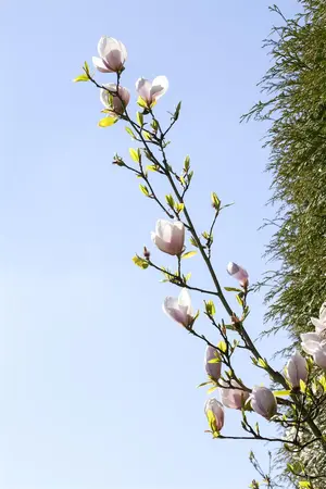 Magnolia 'Genie' - 100-125 CM C7.5 - image 3