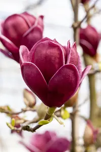 Magnolia 'Genie' - 180 STEM C15 - image 4