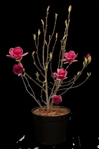 Magnolia 'Genie' - 80-100 CM C7.5 - image 5