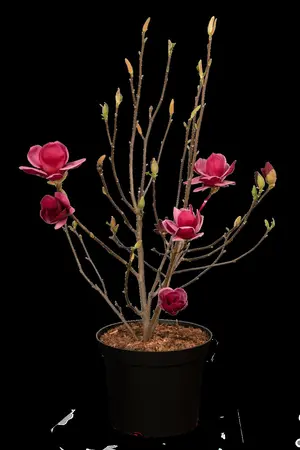 Magnolia 'Genie' - 100-125 CM C7.5 - image 5