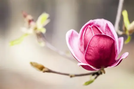 Magnolia 'Genie' - 100-125 CM C7.5 - image 2