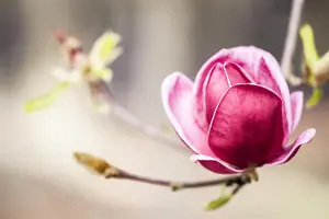 Magnolia 'Genie' - 100-125 CM C7.5 - image 2