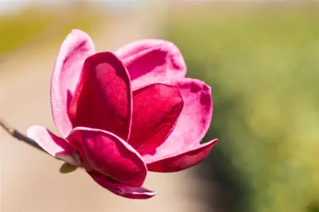 Magnolia 'Genie' - 1/2 STDS C20 - image 5