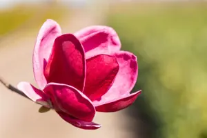 Magnolia 'Genie' - 1/2 STDS C20 - image 5