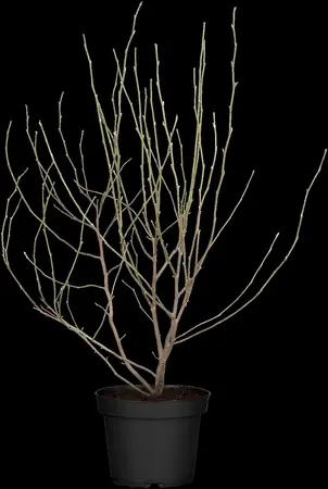 Magnolia 'George Henry Kern' - 50-60 CM C3 - image 1