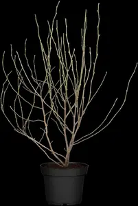 Magnolia 'George Henry Kern' - 60-80 CM RB - image 1