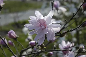 Magnolia 'George Henry Kern' - 60-80 CM RB - image 2