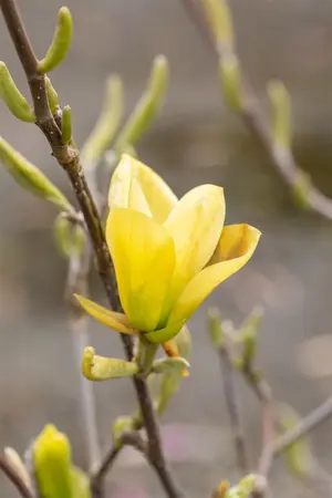 Magnolia 'Golden Gift' - 1/2 STDS C25 - image 2