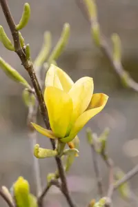 Magnolia 'Golden Gift' - 1/2 STDS C25 - image 2