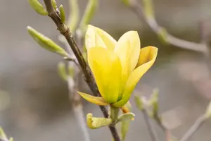 Magnolia 'Golden Gift'
