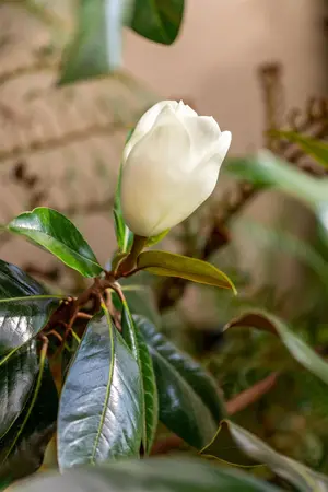 Magnolia grandiflora 'Galissoni?re' - STD 10-12 CM CONT    - image 2