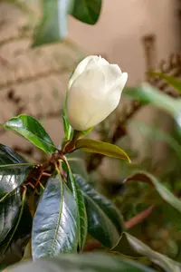 Magnolia grandiflora 'Galissoni?re' - STD 10-12 CM CONT    - image 2