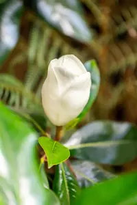 Magnolia grandiflora 'Galissoni?re' - STD 10-12 CM CONT    - image 4