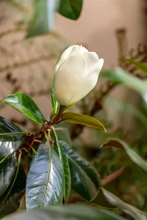 Magnolia grandiflora 'Galissoni?re' - TRAINED 180 CM STEM, GIRTH 8-10 CM CONT - image 2