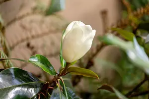 Magnolia grandiflora 'Galissoni?re' - STD 10-12 CM CONT    - image 1