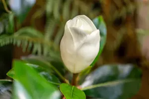 Magnolia grandiflora 'Galissoni?re' - STD 10-12 CM CONT    - image 3