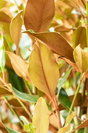 Magnolia grandiflora 'Kay Parris' - 40-50 CM C3 - image 3