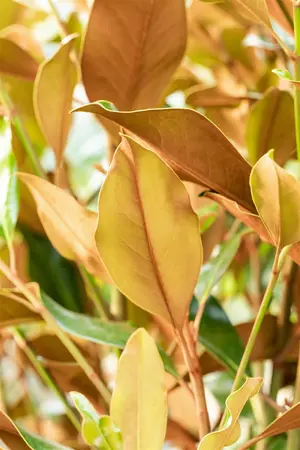 Magnolia grandiflora 'Kay Parris' - 120-140 CM C25 - image 3