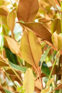 Magnolia grandiflora 'Kay Parris' - 200-225 CM C30 - image 3