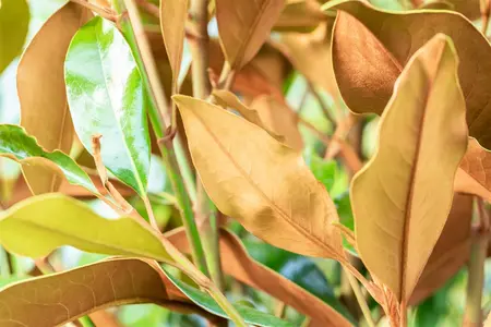 Magnolia grandiflora 'Kay Parris' - 40-50 CM C3 - image 2