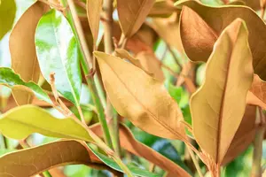 Magnolia grandiflora 'Kay Parris' - 40-50 CM C3 - image 2