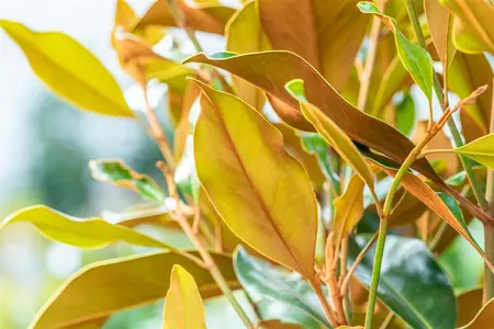 Magnolia grandiflora 'Kay Parris' - 40-50 CM C3 - image 4