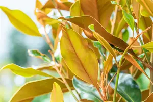 Magnolia grandiflora 'Kay Parris' - 40-50 CM C3 - image 4