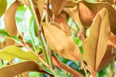 Magnolia grandiflora 'Kay Parris' - 200-225 CM C30 - image 2