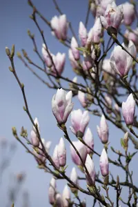 Magnolia 'Heaven Scent' - MULTISTEM 175-200 CM C35 - image 5