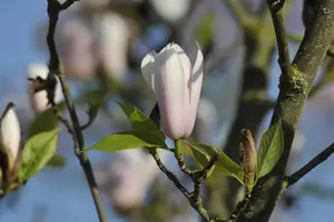 Magnolia 'Heaven Scent' - MULTISTEM 175-200 CM C35 - image 3